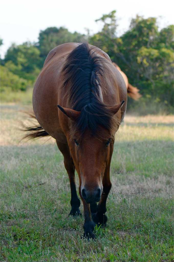 214Assateague horse1