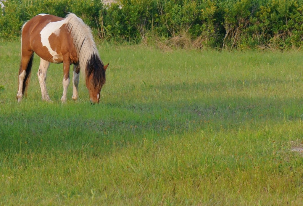216Assateague horse3