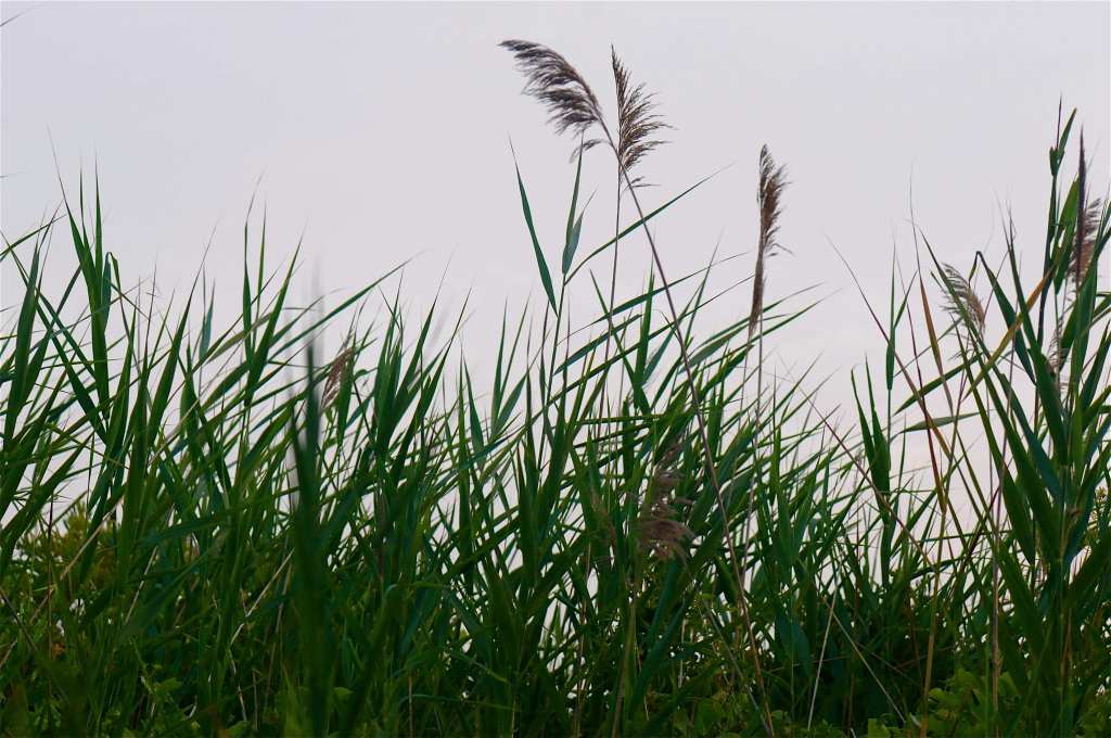217Assateague grasses