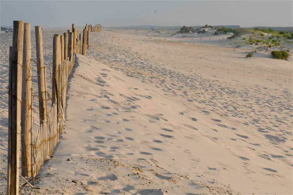 218Assateague dunes