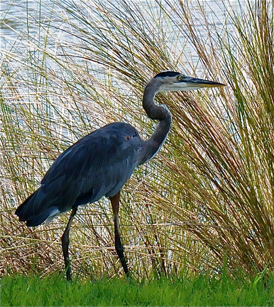 heron heron