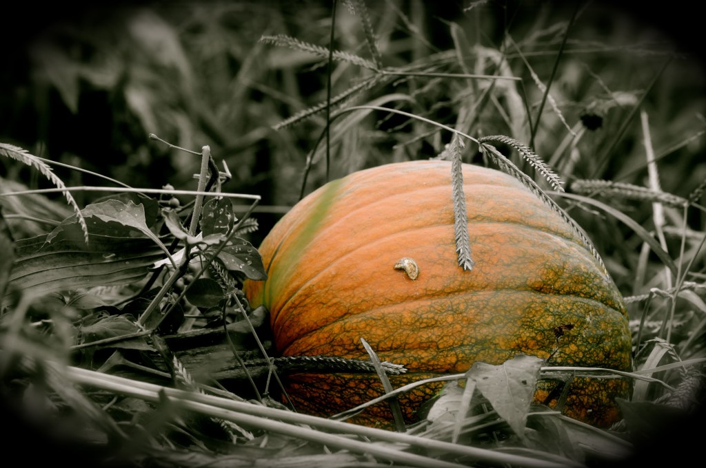 pumpkin2