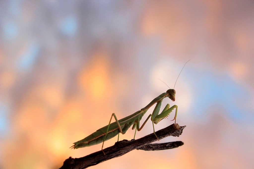 kimhoseymantis