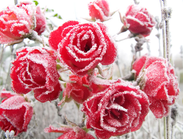 roses-in-snow-11